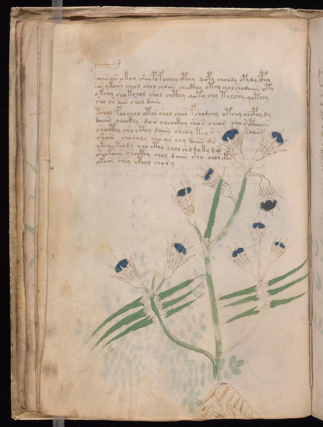 Herbal Page 38
